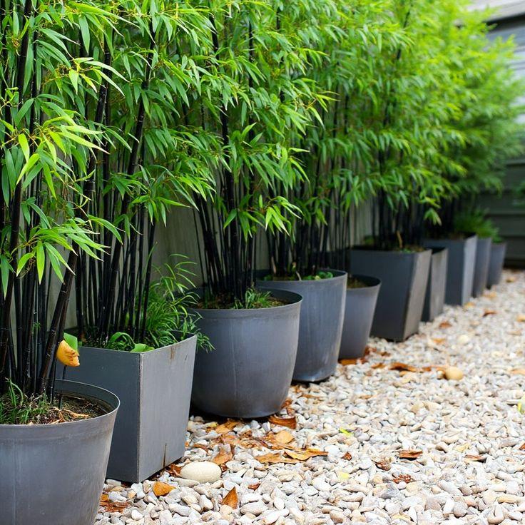 Mini Bamboo Pot