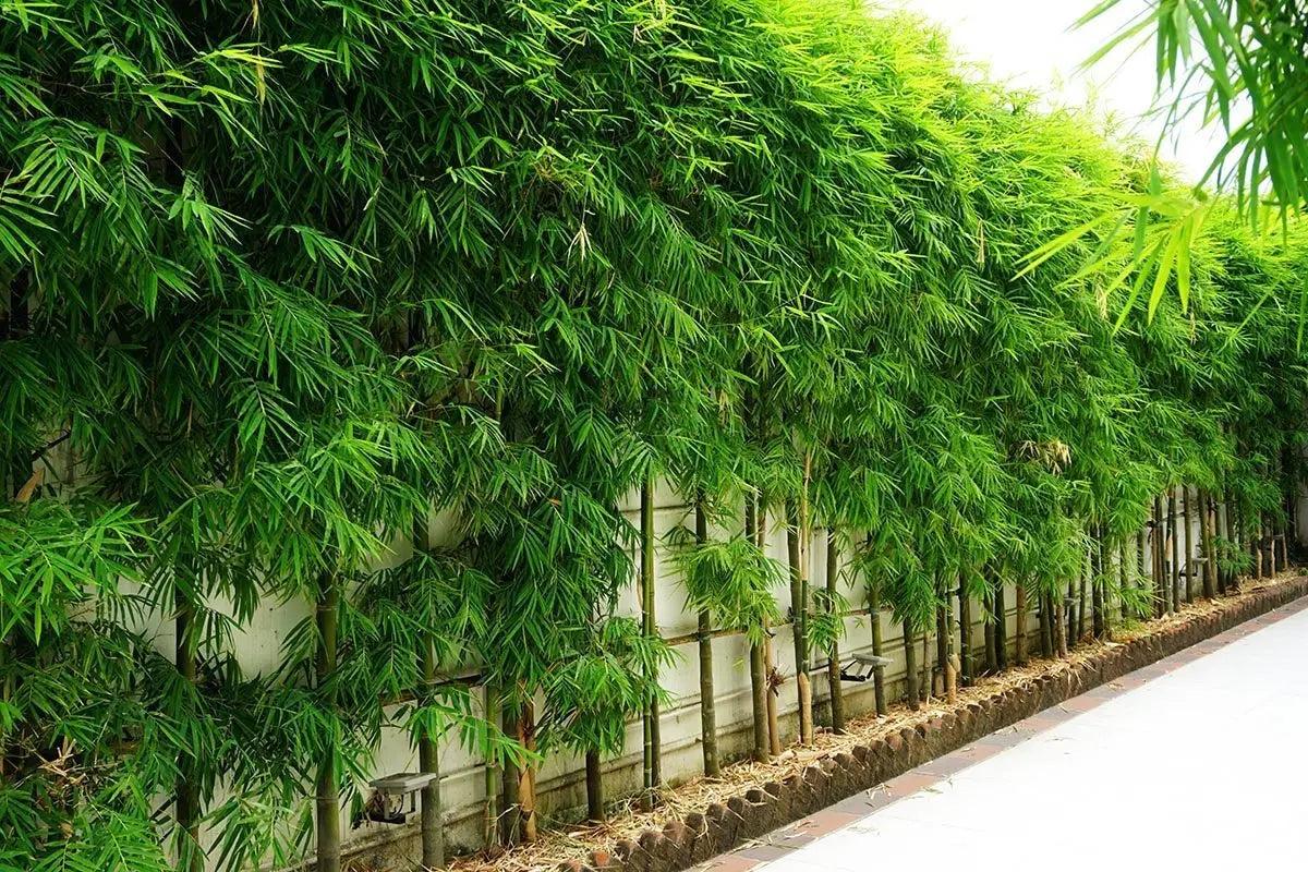Mini Bamboo Pot