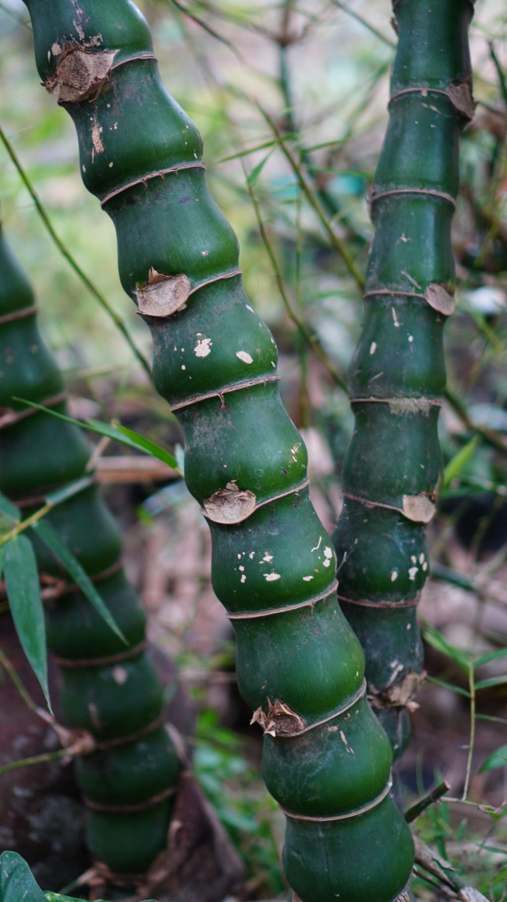 Mini Bamboo Pot