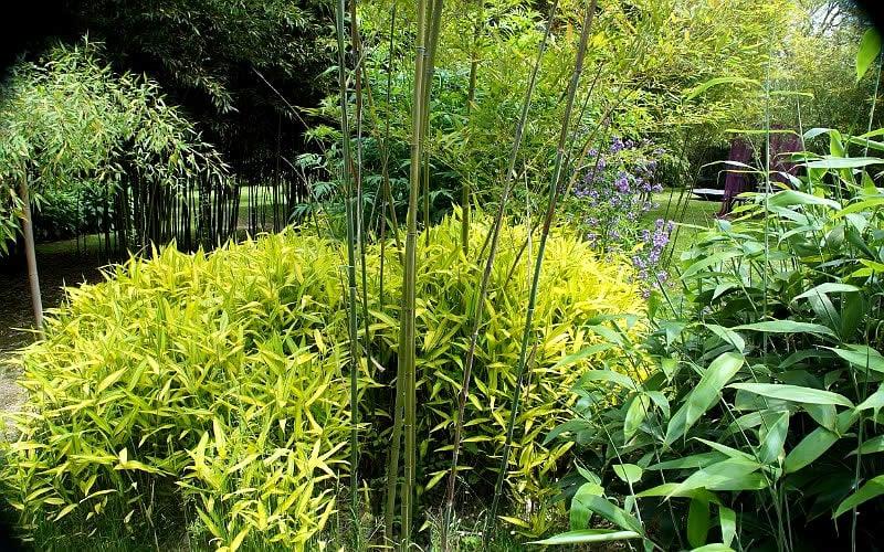Mini Bamboo Pot
