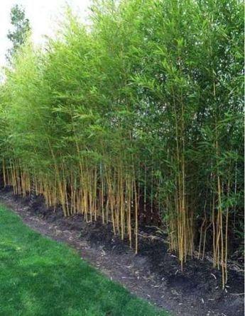 Mini Bamboo Pot