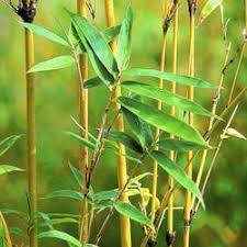Lucky Bamboo