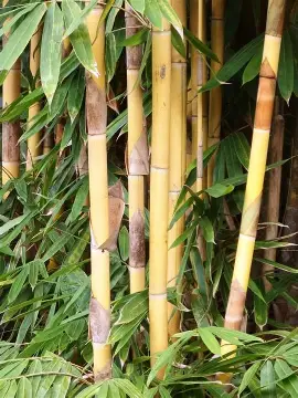 Mini Bamboo Pot
