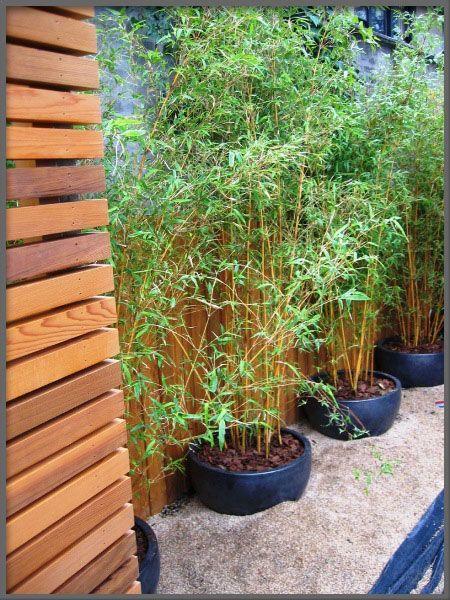 Mini Bamboo Pot