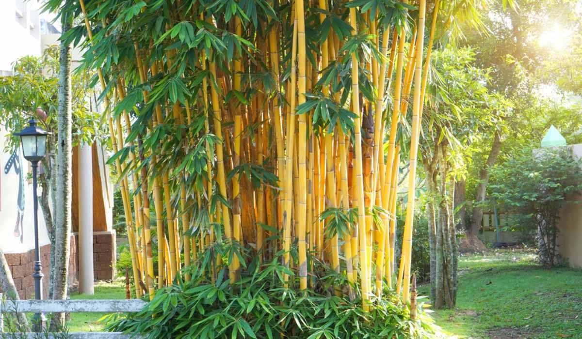 Mini Bamboo Pot