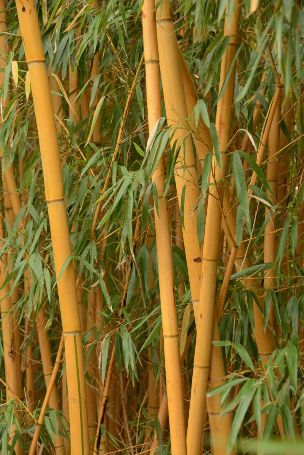 Mini Bamboo Pot