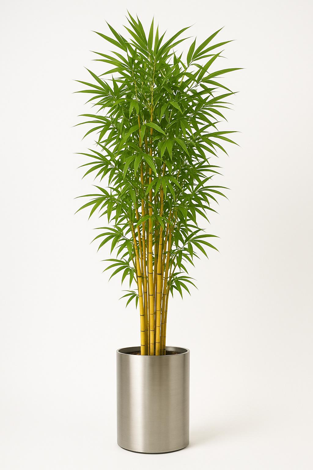 Mini Bamboo Pot