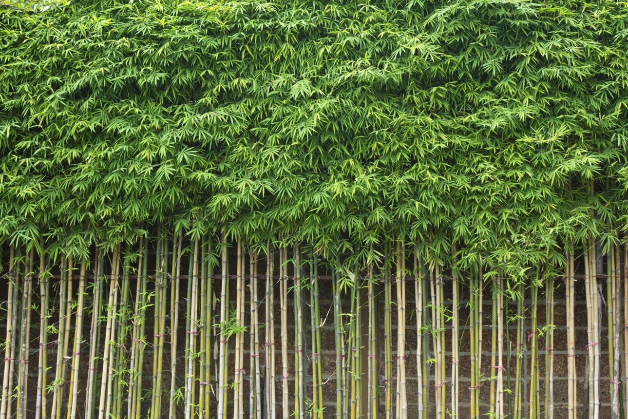 Lucky Bamboo