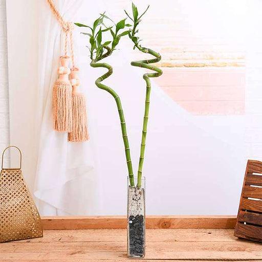 Lucky Bamboo