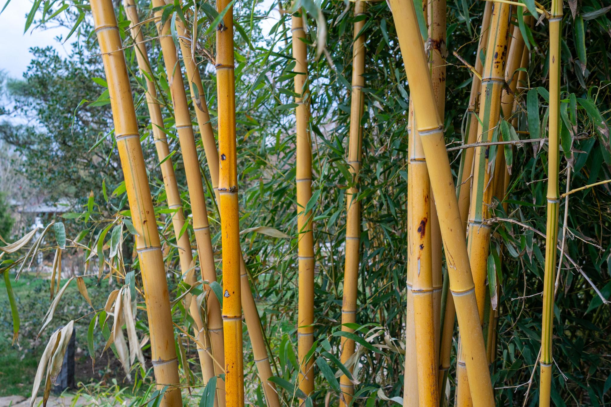 Mini Bamboo Pot