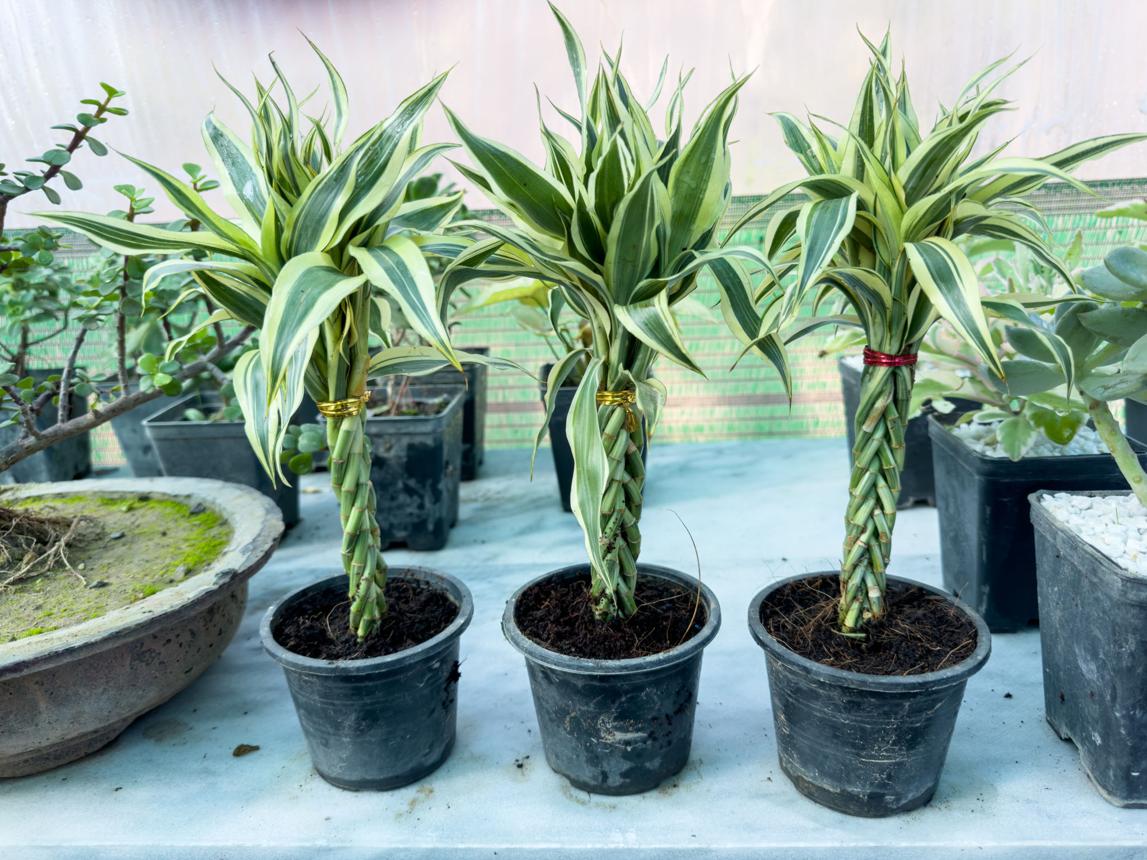 Mini Bamboo Pot