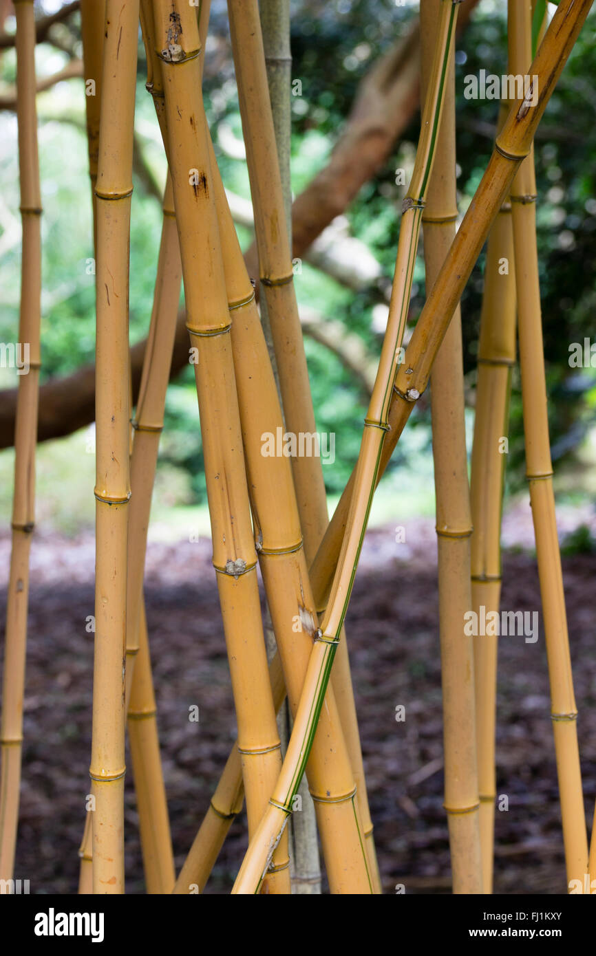 Mini Bamboo Pot