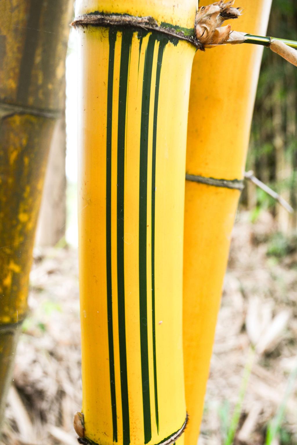 Mini Bamboo Pot